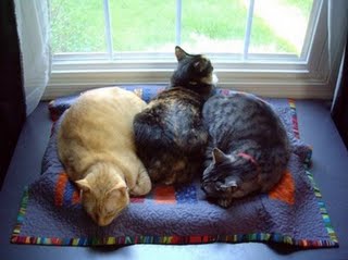 Cat Mat